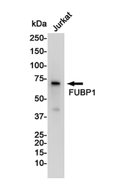 FUBP1 Rabbit Monoclonal Antibody | 兔单抗 | EnkiLife恩玑生命