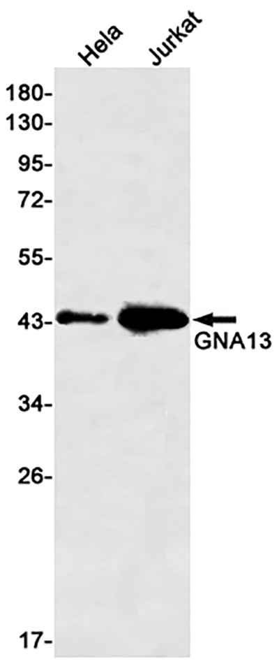 GNA13 Rabbit Monoclonal Antibody | 兔单抗 | EnkiLife恩玑生命