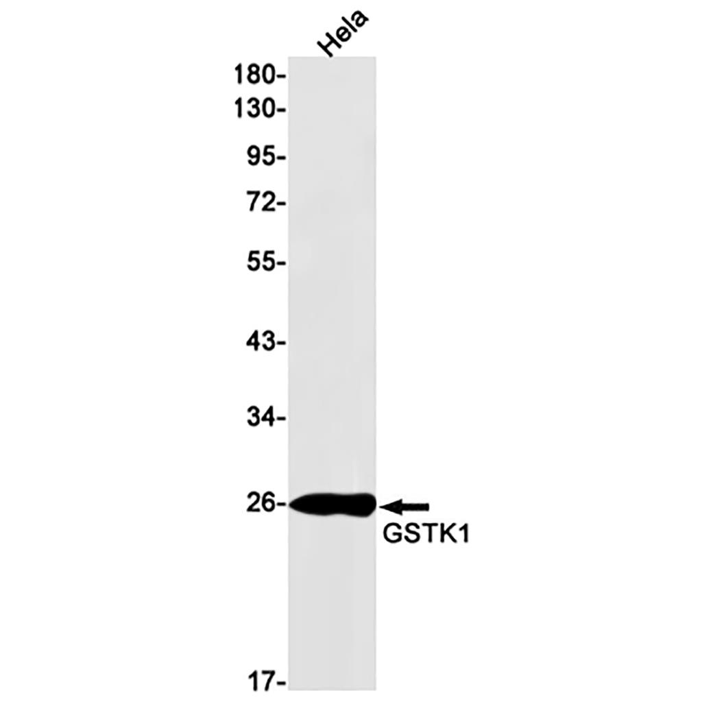 GSTK1 Rabbit Monoclonal Antibody | 兔单抗 | EnkiLife恩玑生命