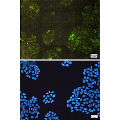 GSTK1 Rabbit Monoclonal Antibody | 兔单抗 | EnkiLife恩玑生命