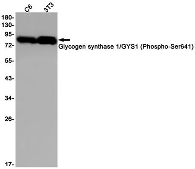 Phospho-Glycogen synthase (Ser641) Rabbit Monoclonal Antibody | 兔单抗 | EnkiLife恩玑生命