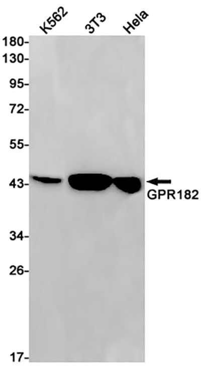 GPR182 Rabbit Monoclonal Antibody | 兔单抗 | EnkiLife恩玑生命