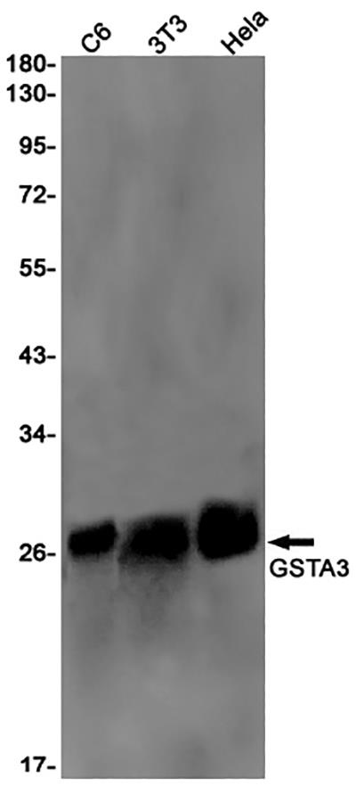 GSTA3 Rabbit Monoclonal Antibody | 兔单抗 | EnkiLife恩玑生命