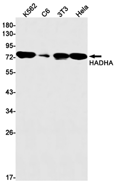 HADHA Rabbit Monoclonal Antibody | 兔单抗 | EnkiLife恩玑生命