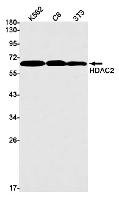 HDAC2 Rabbit Monoclonal Antibody | 兔单抗 | EnkiLife恩玑生命