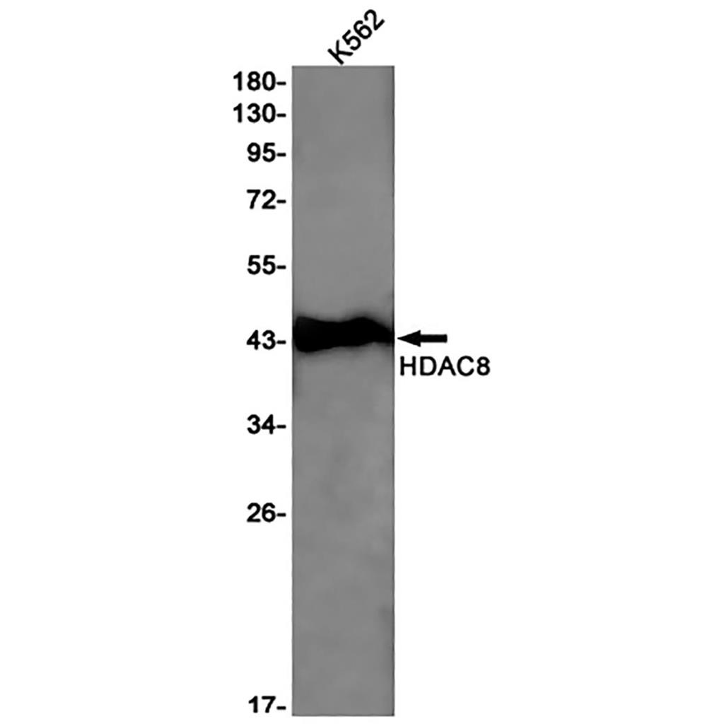 HDAC8 Rabbit Monoclonal Antibody | 兔单抗 | EnkiLife恩玑生命