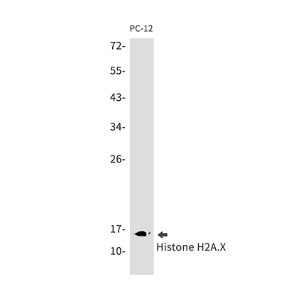 Histone H2A.X Rabbit Monoclonal Antibody | 兔单抗 | EnkiLife恩玑生命