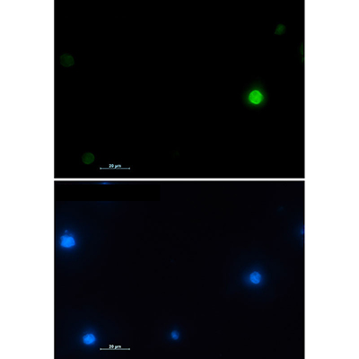 Histone H2A.X Rabbit Monoclonal Antibody | 兔单抗 | EnkiLife恩玑生命