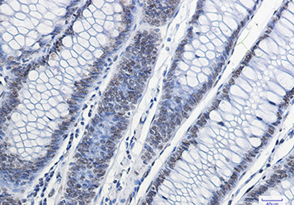 Histone H2A.X Rabbit Monoclonal Antibody | 兔单抗 | EnkiLife恩玑生命