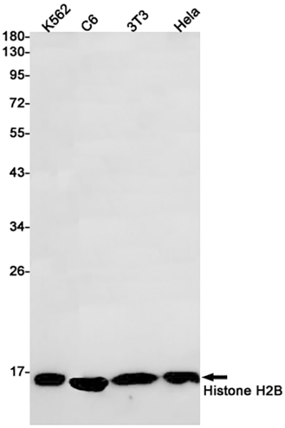 Histone H2B Rabbit Monoclonal Antibody | 兔单抗 | EnkiLife恩玑生命