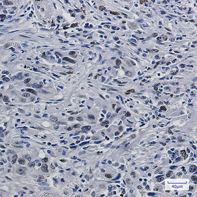 Histone H3.3 Rabbit Monoclonal Antibody | 兔单抗 | EnkiLife恩玑生命