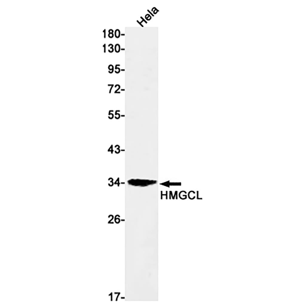 HMGCL Rabbit Monoclonal Antibody | 兔单抗 | EnkiLife恩玑生命