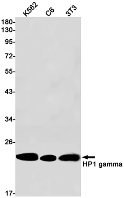 HP1 gamma Rabbit Monoclonal Antibody | 兔单抗 | EnkiLife恩玑生命