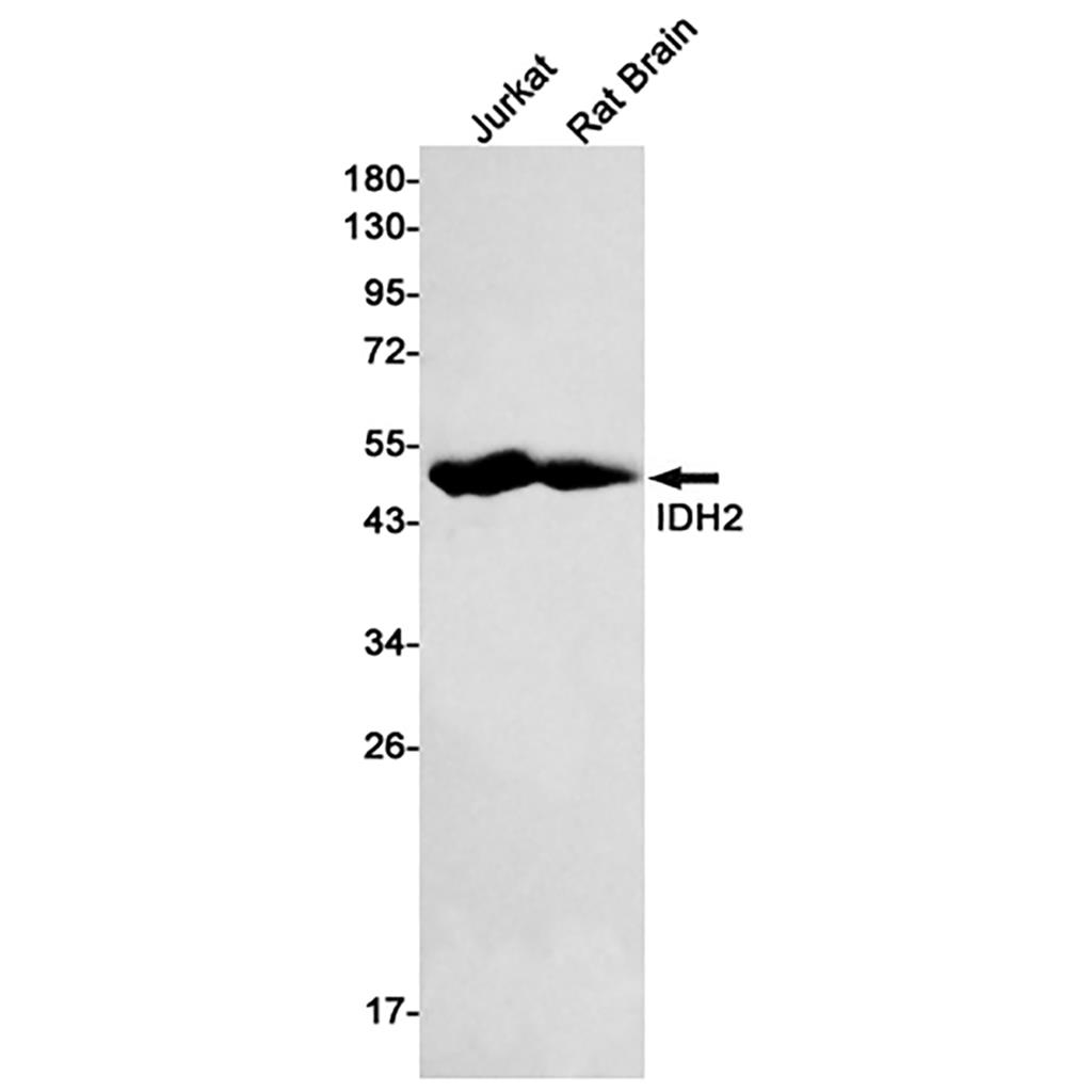 IDH2 Rabbit Monoclonal Antibody | 兔单抗 | EnkiLife恩玑生命