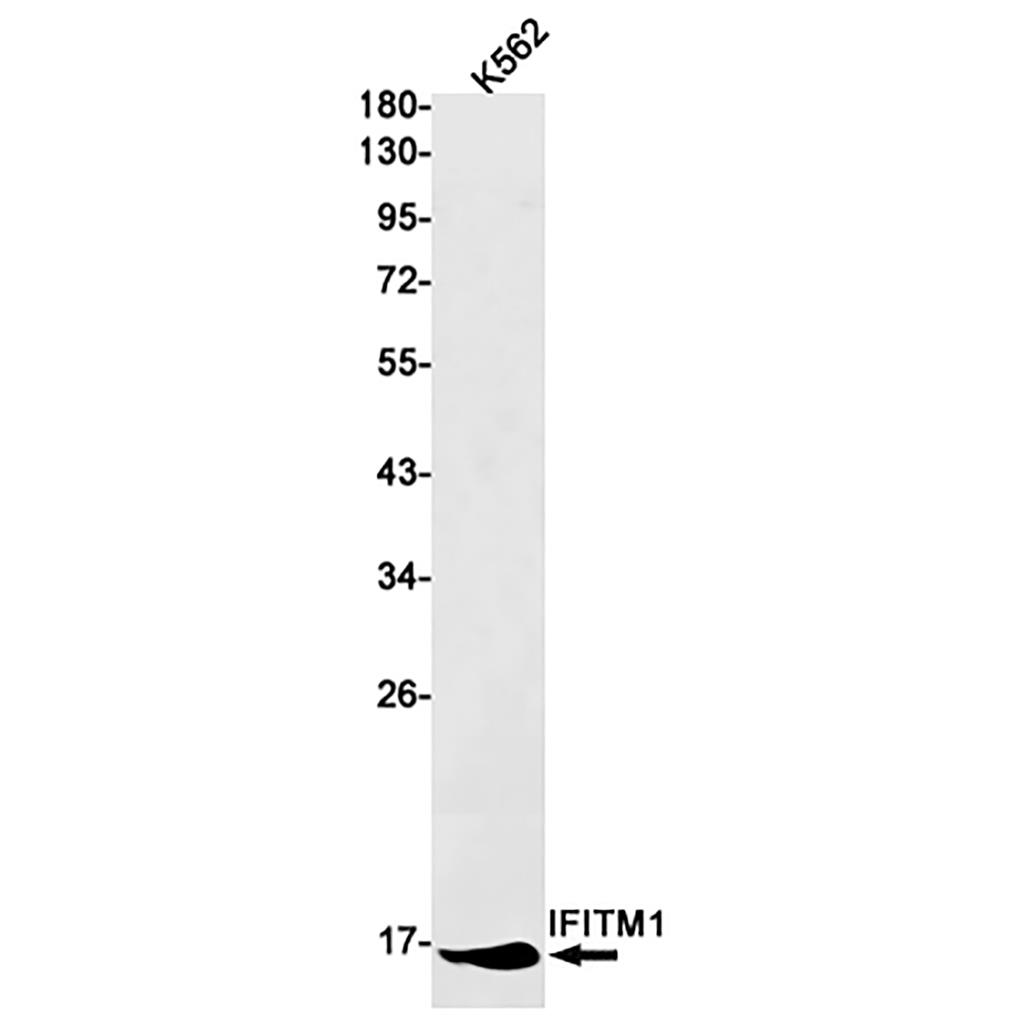 IFITM1 Rabbit Monoclonal Antibody | 兔单抗 | EnkiLife恩玑生命