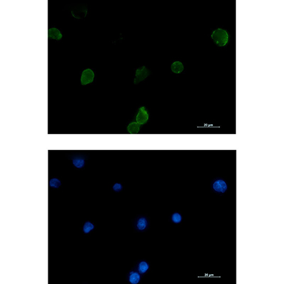 IFITM1 Rabbit Monoclonal Antibody | 兔单抗 | EnkiLife恩玑生命