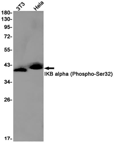 Phospho-IKB alpha (Ser32) Rabbit Monoclonal Antibody | 兔单抗 | EnkiLife恩玑生命