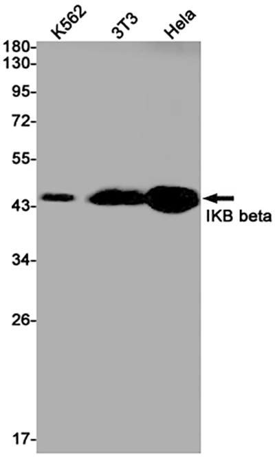 IKB beta Rabbit Monoclonal Antibody | 兔单抗 | EnkiLife恩玑生命