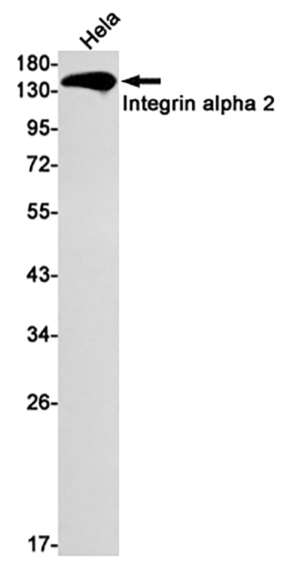 Integrin alpha 2 Rabbit Monoclonal Antibody | 兔单抗 | EnkiLife恩玑生命