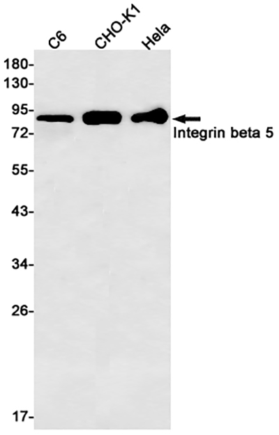 Integrin beta 5 Rabbit Monoclonal Antibody | 兔单抗 | EnkiLife恩玑生命