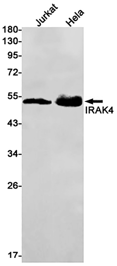 IRAK4 Rabbit Monoclonal Antibody | 兔单抗 | EnkiLife恩玑生命