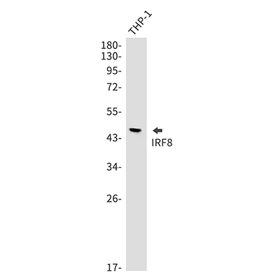 IRF8 Rabbit Monoclonal Antibody | 兔单抗 | EnkiLife恩玑生命