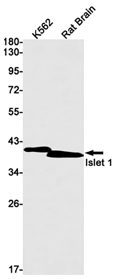 Islet 1 Rabbit Monoclonal Antibody | 兔单抗 | EnkiLife恩玑生命