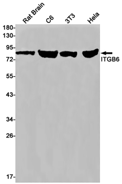 Integrin beta 6 Rabbit Monoclonal Antibody | 兔单抗 | EnkiLife恩玑生命