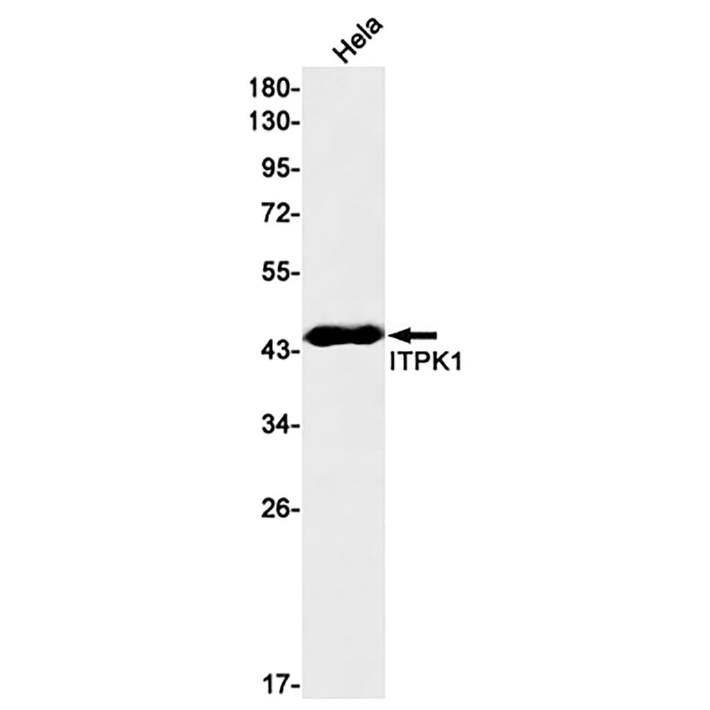 ITPK1 Rabbit Monoclonal Antibody | 兔单抗 | EnkiLife恩玑生命