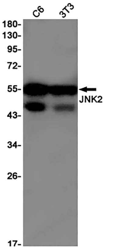 JNK2 Rabbit Monoclonal Antibody | 兔单抗 | EnkiLife恩玑生命