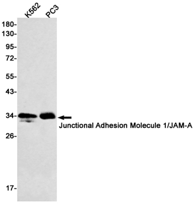 Junctional Adhesion Molecule 1 Rabbit Monoclonal Antibody | 兔单抗 | EnkiLife恩玑生命