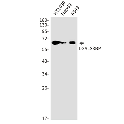 LGALS3BP Rabbit Monoclonal Antibody | 兔单抗 | EnkiLife恩玑生命