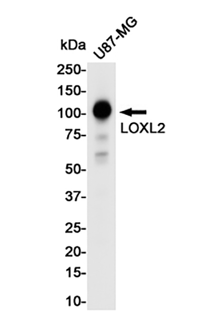 LOXL2 Rabbit Monoclonal Antibody | 兔单抗 | EnkiLife恩玑生命