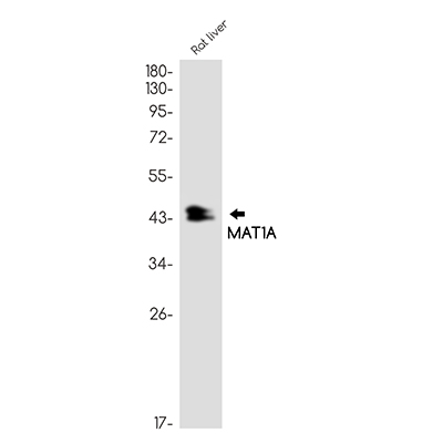 MAT1A Rabbit Monoclonal Antibody | 兔单抗 | EnkiLife恩玑生命