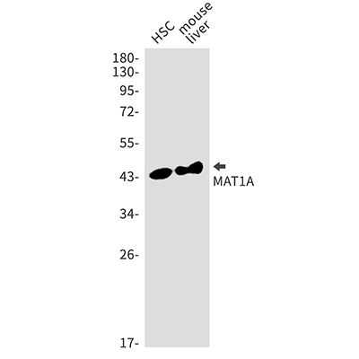 MAT1A Rabbit Monoclonal Antibody | 兔单抗 | EnkiLife恩玑生命