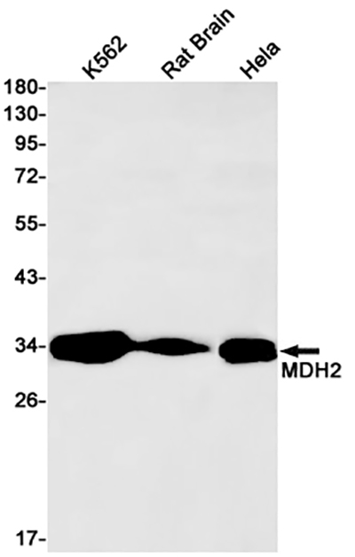 MDH2 Rabbit Monoclonal Antibody | 兔单抗 | EnkiLife恩玑生命