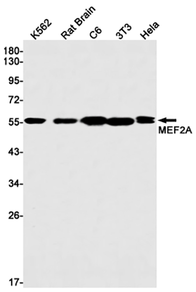 MEF2A Rabbit Monoclonal Antibody | 兔单抗 | EnkiLife恩玑生命