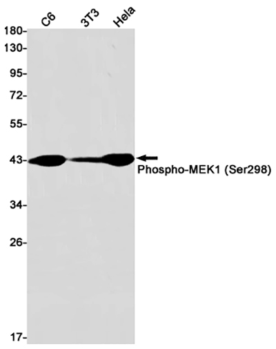 Phospho-MEK1 (Ser298) Rabbit Monoclonal Antibody | 兔单抗 | EnkiLife恩玑生命