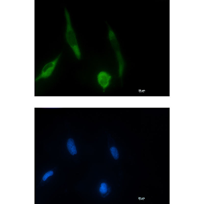 Phospho-MEK1 (Ser298) Rabbit Monoclonal Antibody | 兔单抗 | EnkiLife恩玑生命