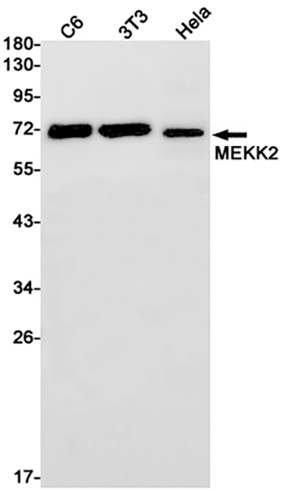 MEKK2 Rabbit Monoclonal Antibody | 兔单抗 | EnkiLife恩玑生命