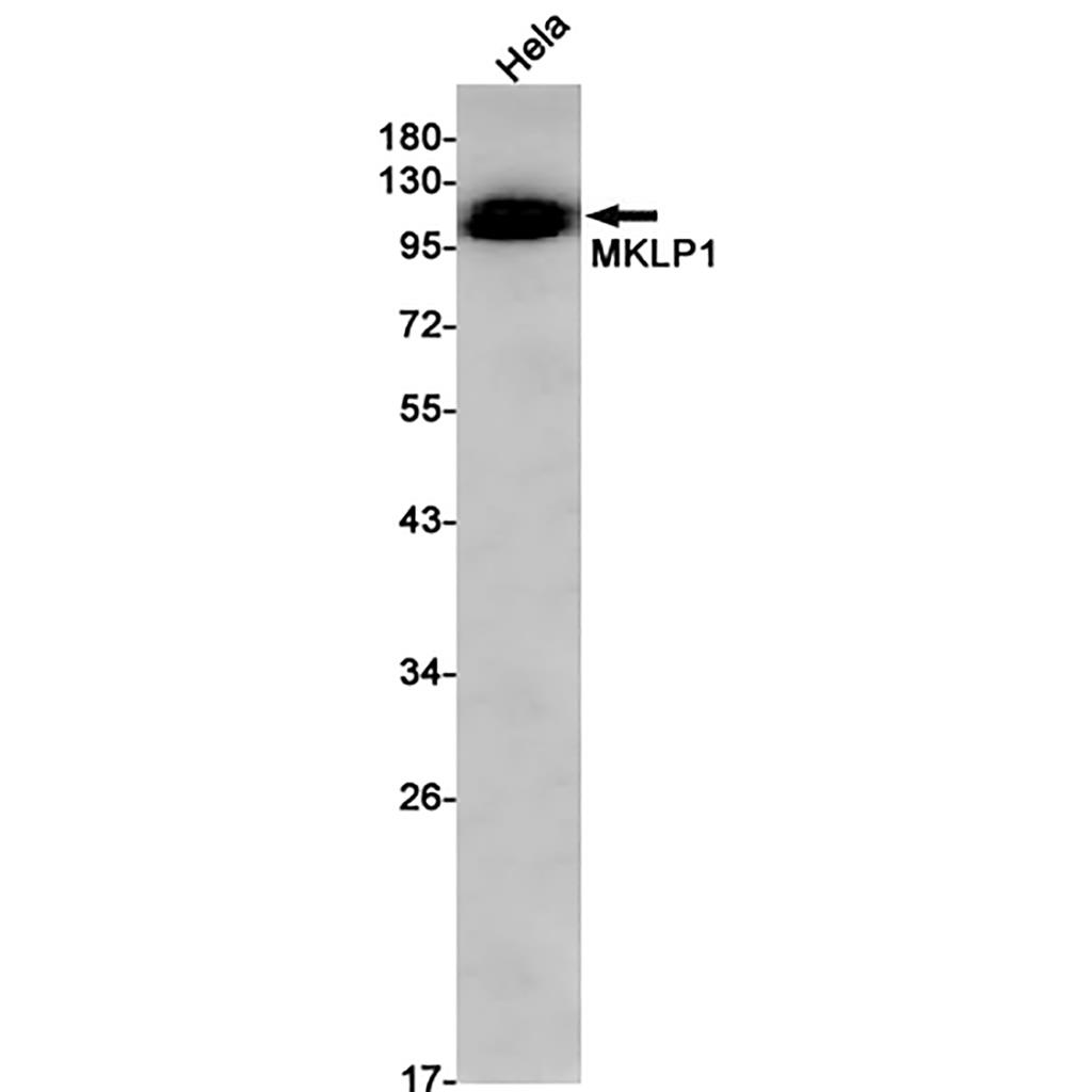 MKLP1 Rabbit Monoclonal Antibody | 兔单抗 | EnkiLife恩玑生命