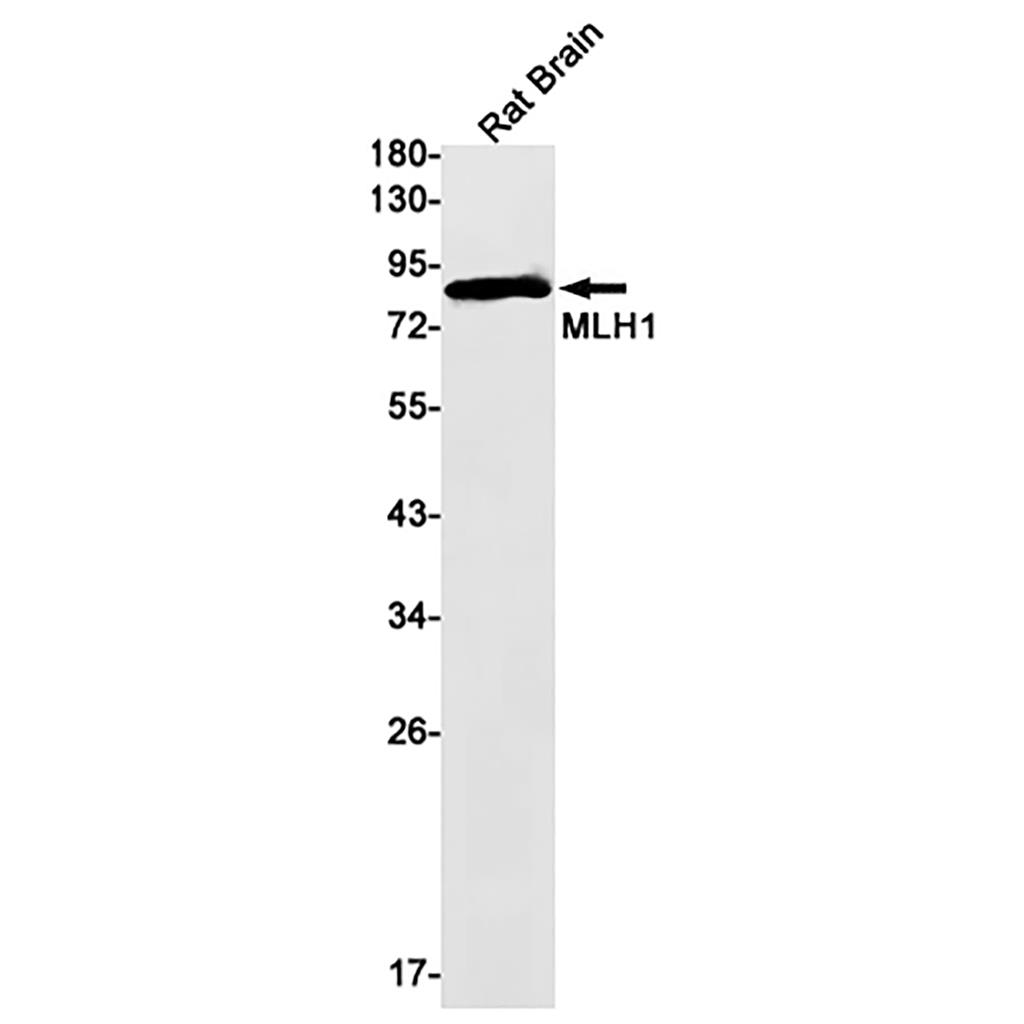 MLH1 Rabbit Monoclonal Antibody | 兔单抗 | EnkiLife恩玑生命