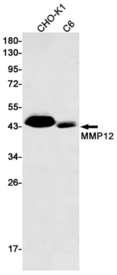 MMP12 Rabbit Monoclonal Antibody | 兔单抗 | EnkiLife恩玑生命