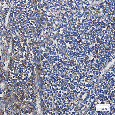 MTCO2 Rabbit Monoclonal Antibody | 兔单抗 | EnkiLife恩玑生命