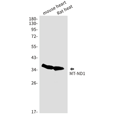 MT ND1 Rabbit Monoclonal Antibody | 兔单抗 | EnkiLife恩玑生命