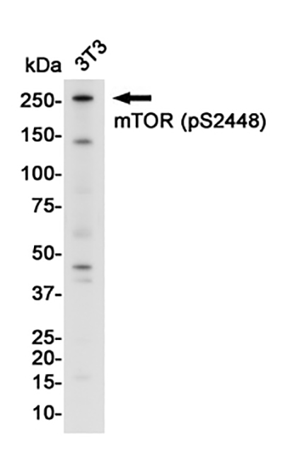 Phospho-mTOR (Ser2448) Rabbit Monoclonal Antibody | 兔单抗 | EnkiLife恩玑生命