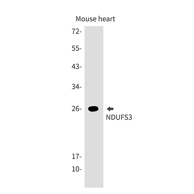 NDUFS3 Rabbit Monoclonal Antibody | 兔单抗 | EnkiLife恩玑生命