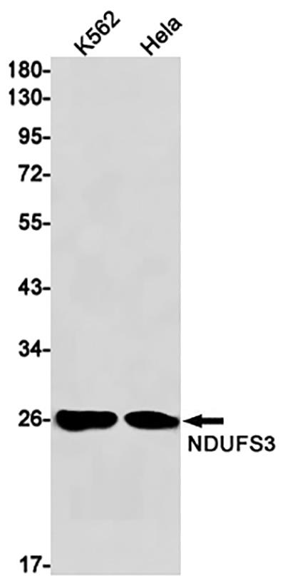 NDUFS3 Rabbit Monoclonal Antibody | 兔单抗 | EnkiLife恩玑生命