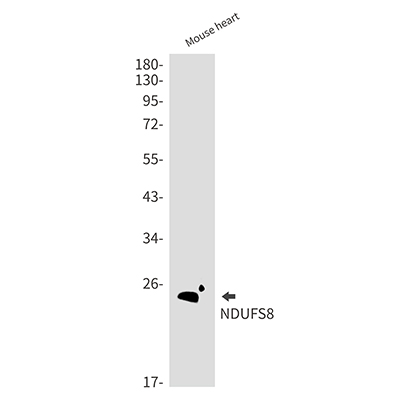 NDUFS8 Rabbit Monoclonal Antibody | 兔单抗 | EnkiLife恩玑生命