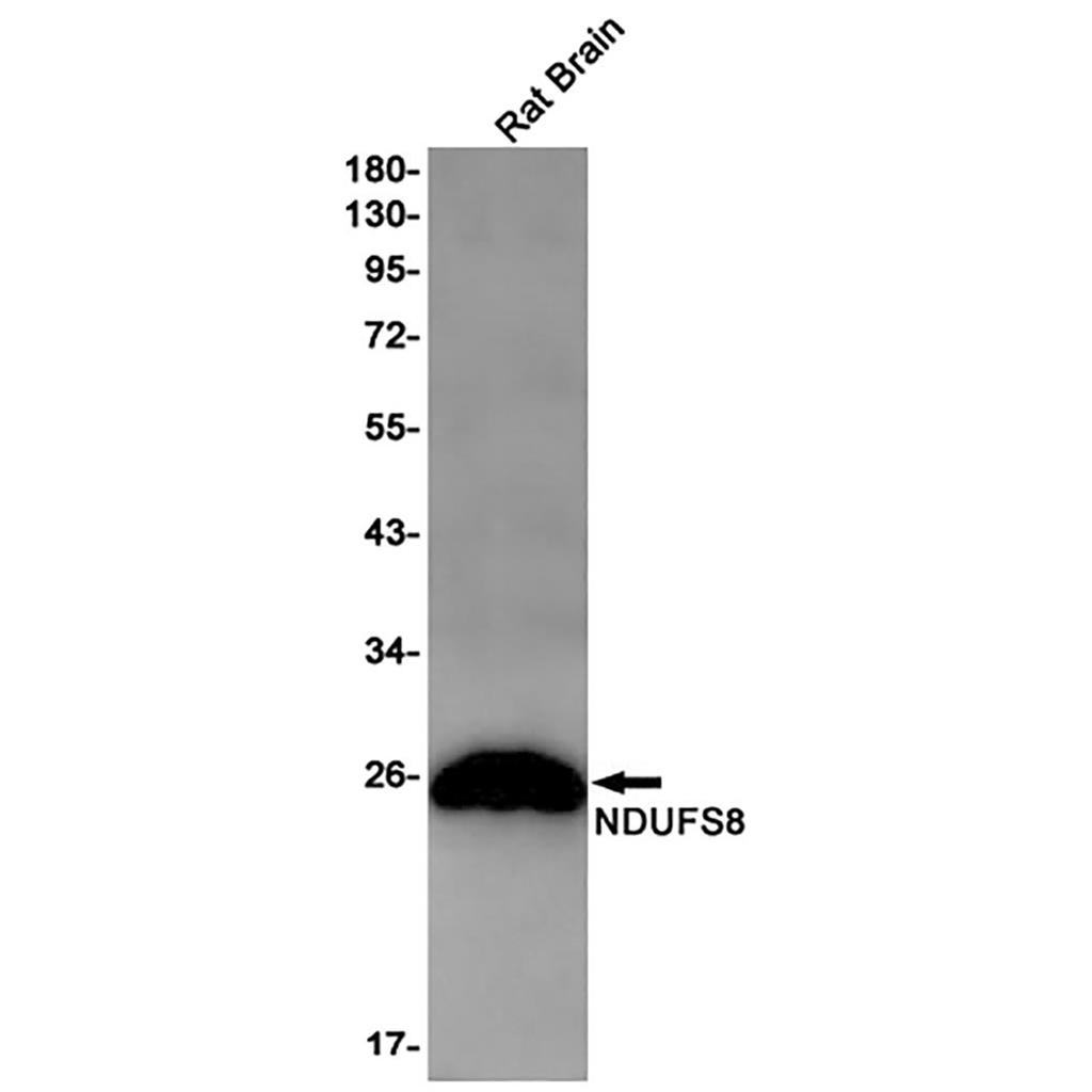 NDUFS8 Rabbit Monoclonal Antibody | 兔单抗 | EnkiLife恩玑生命